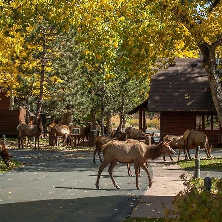 Rams Horn Village Resort Estes Park Esterno foto